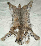 Bobcat Fur